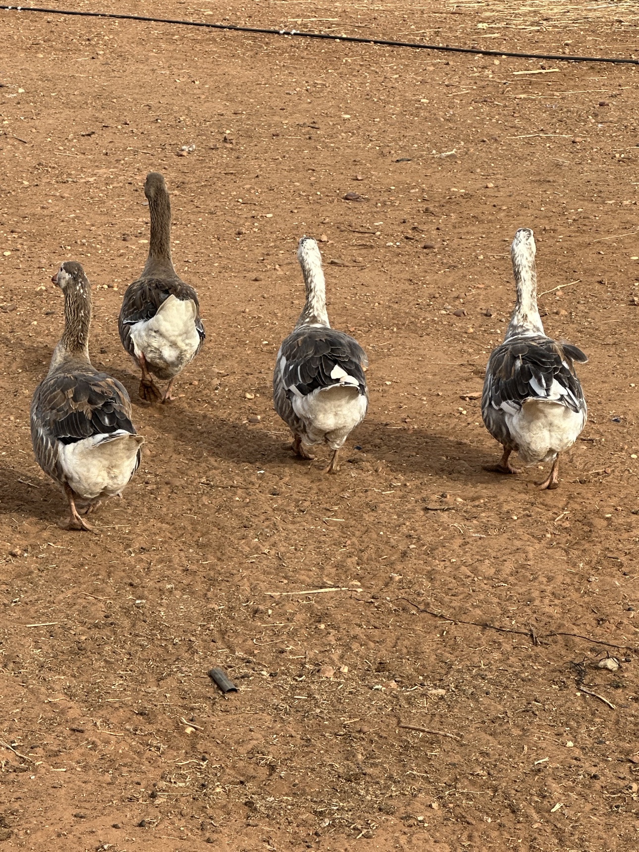 Four geese walking on the farm