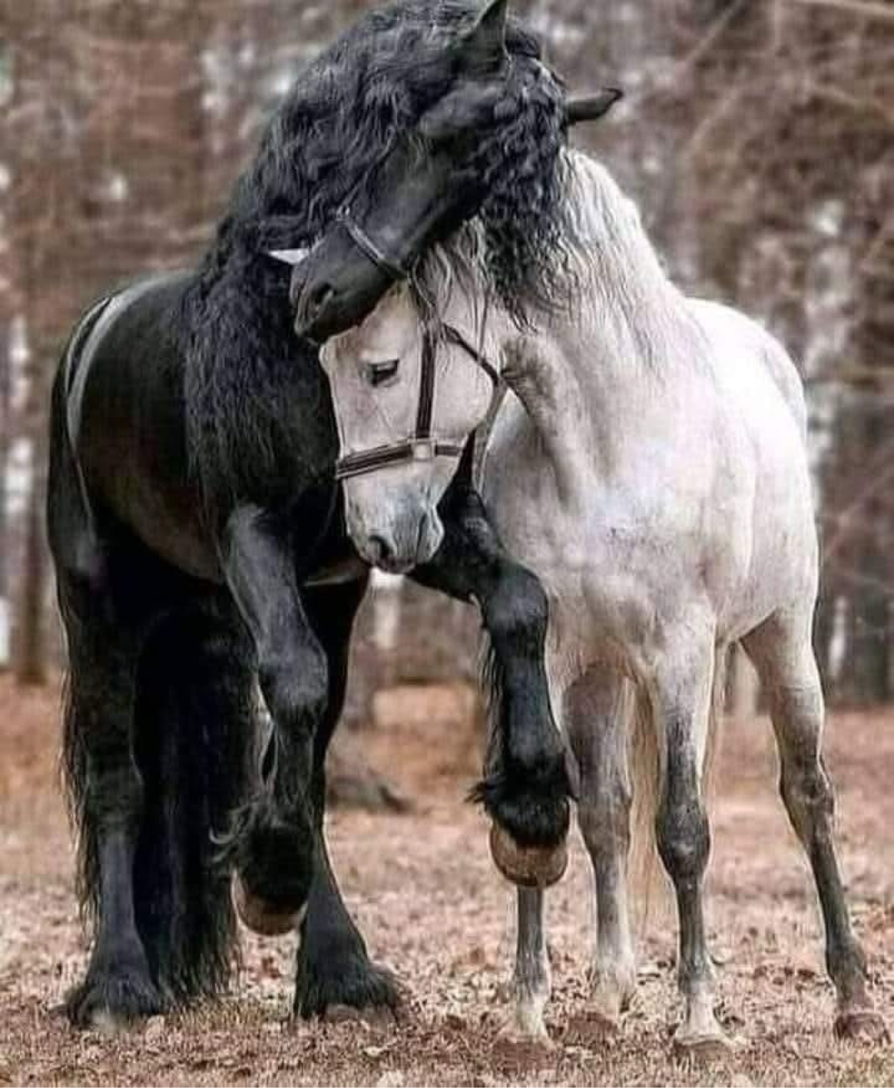 Black horse nuzzling a white horse