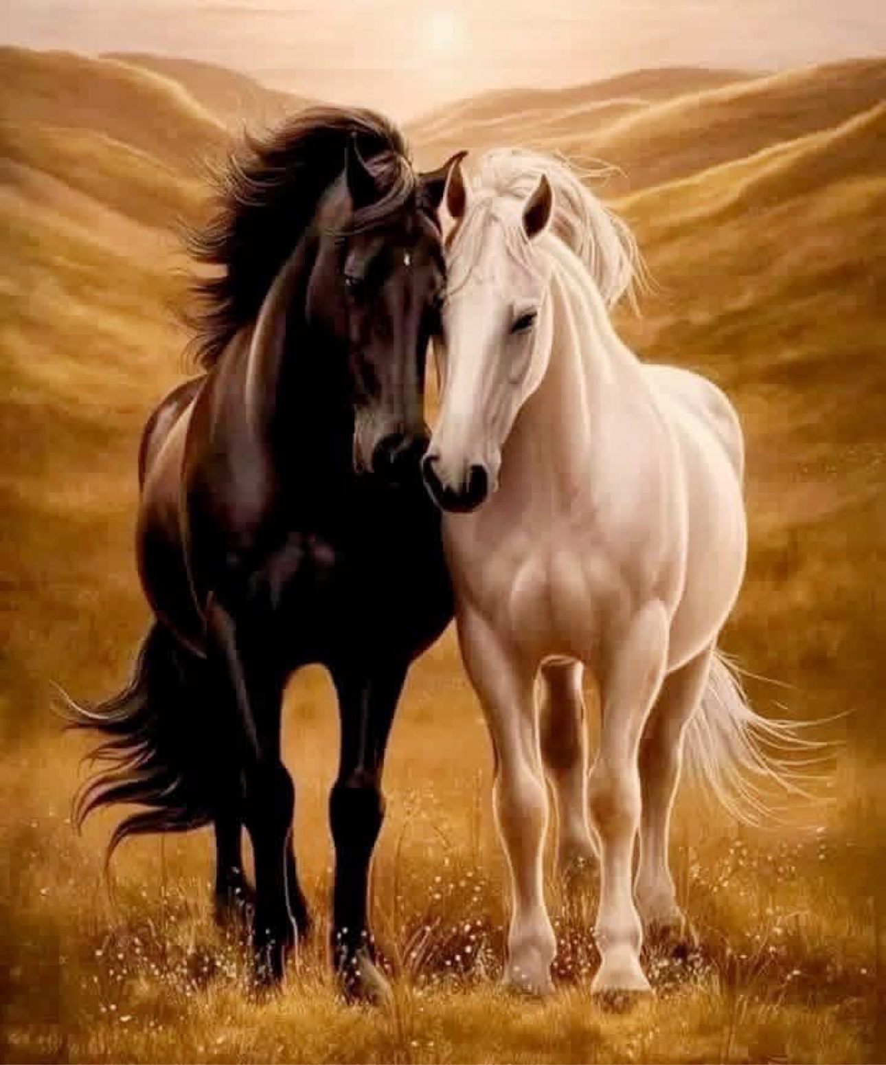 Black and white horses side by side