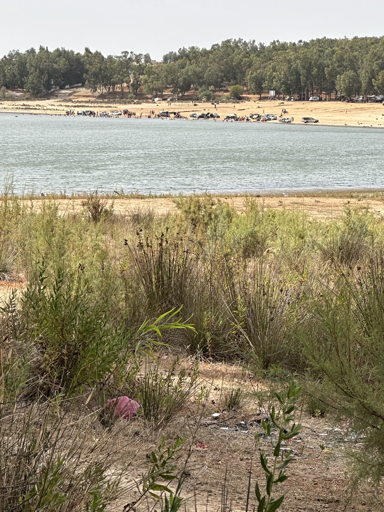 Lake shore with families and cars