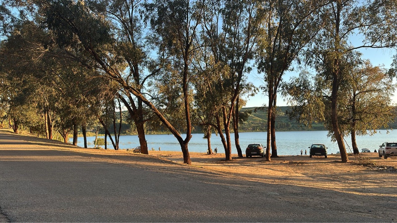 Lakeside under tall trees