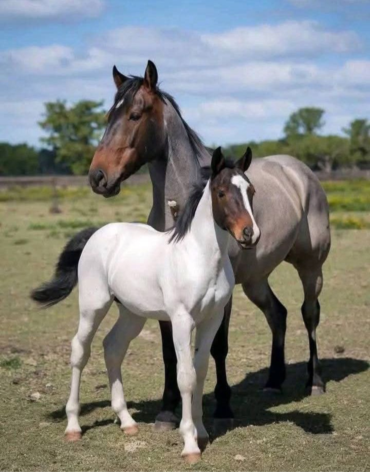 Mare and foal standing in the field