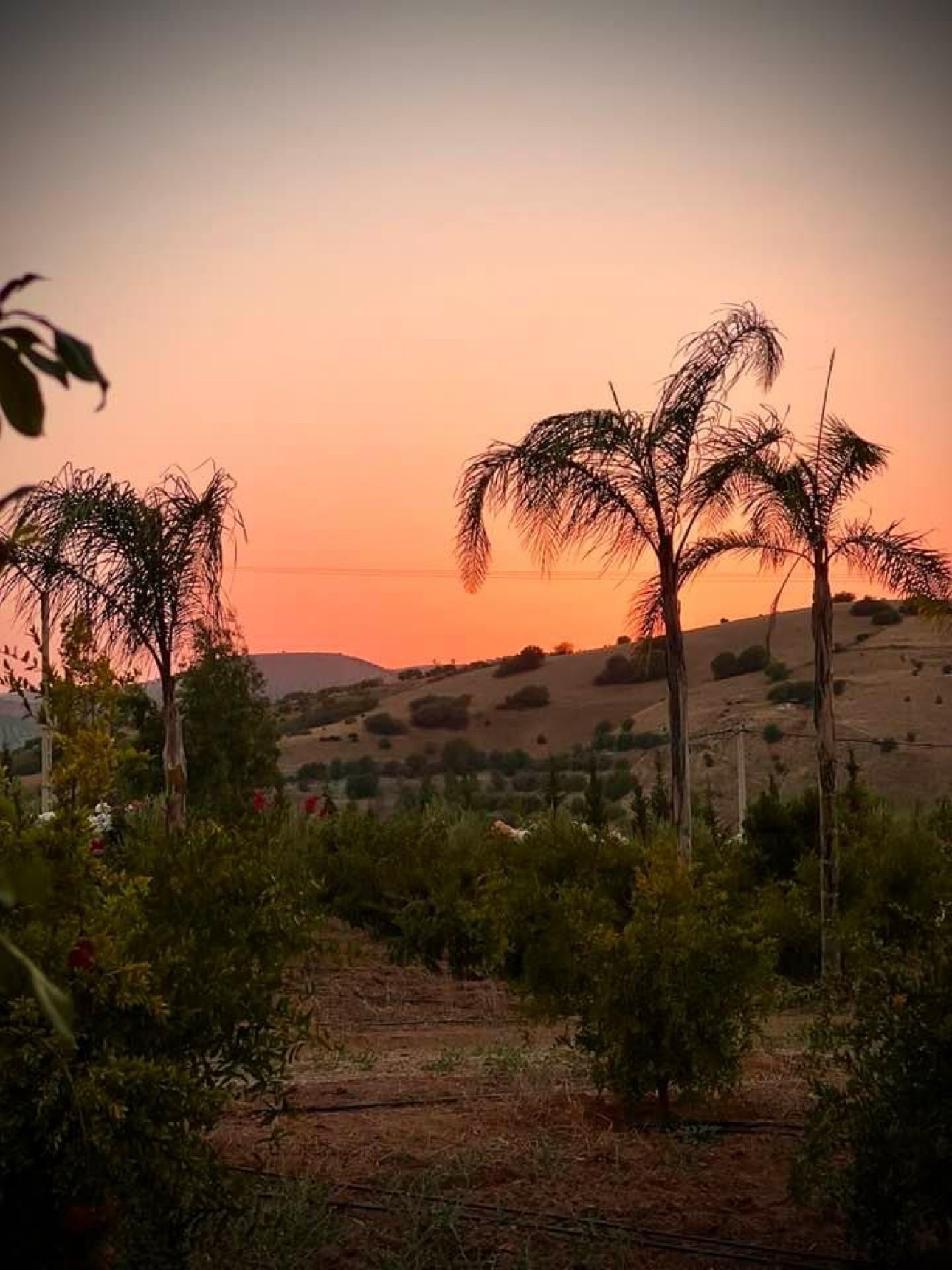 Palm trees at sunset over the hills