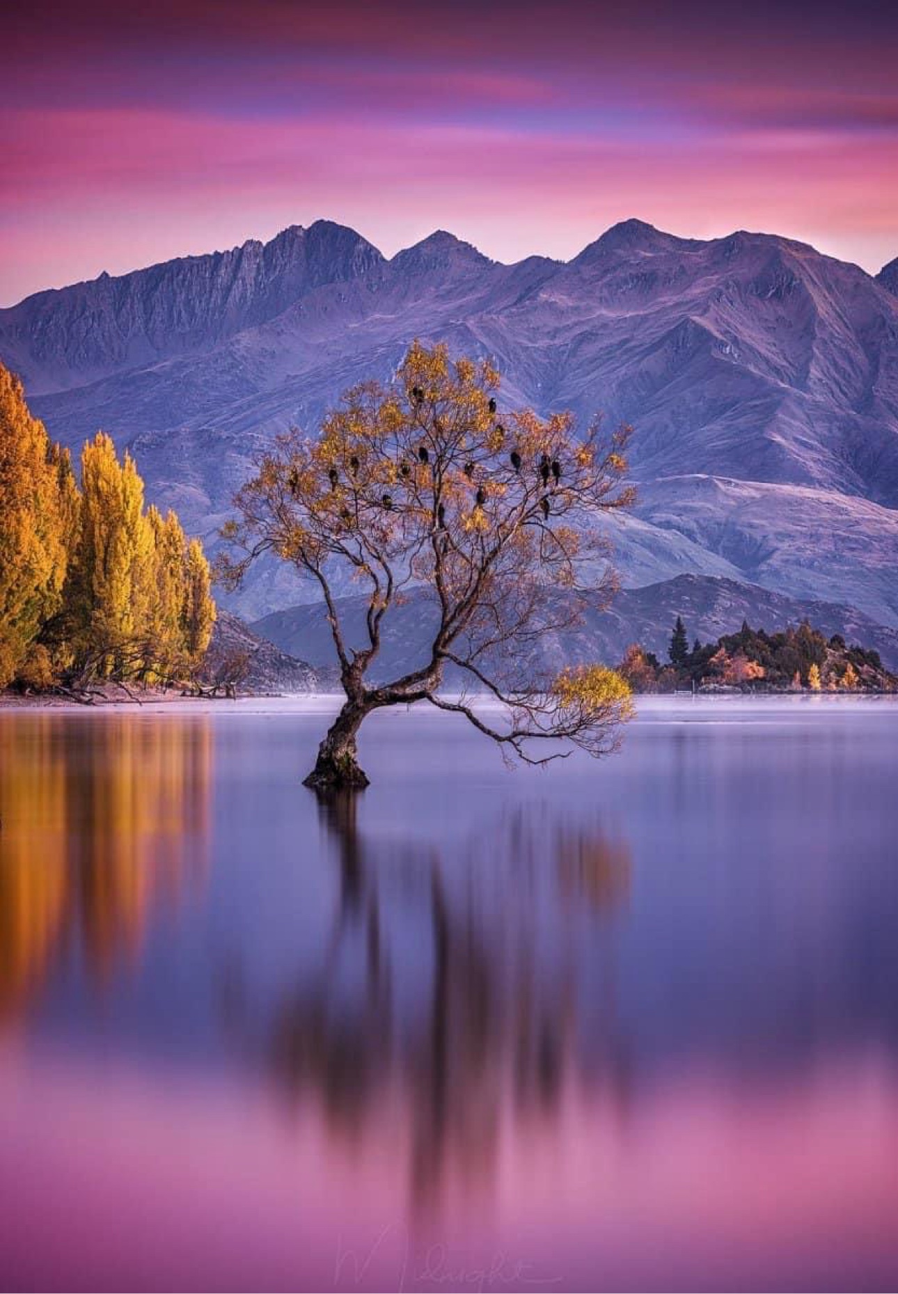 Lone tree in a mountain lake at dusk